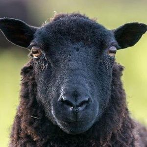 Meet your Posher, Jeff